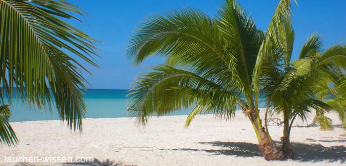 Tauchen auf den Malediven. Weisser Strand und Palmen